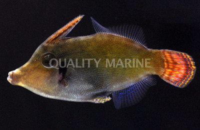 Redtail Filefish