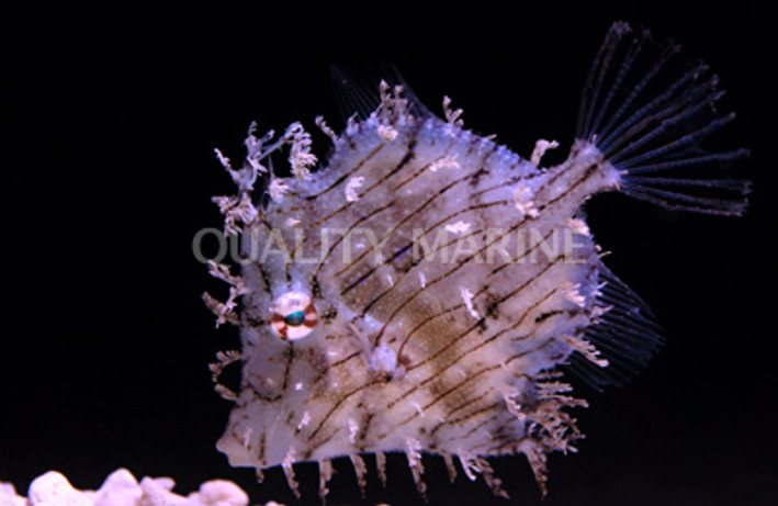 Tassel Filefish