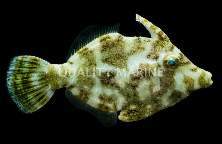Aiptasia Eating Filefish 