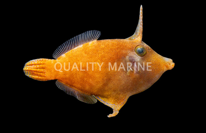 Redtail Filefish