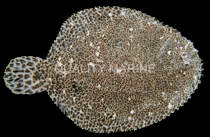 Assorted Flounder :: 17500