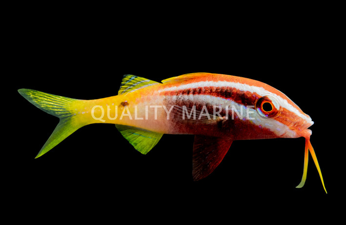 Bicolor Goatfish