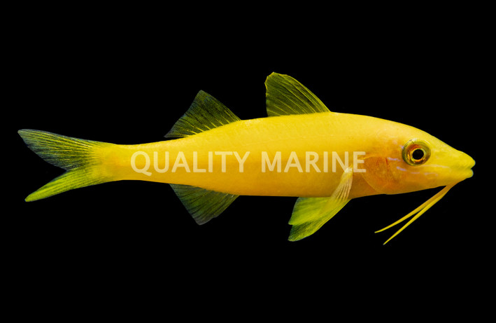 Gold Saddle Goatfish