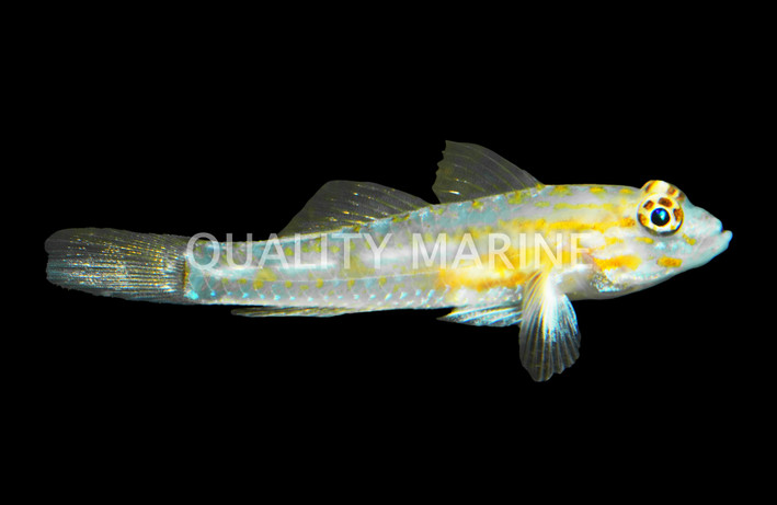 Cave Transparent Goby :: 18507