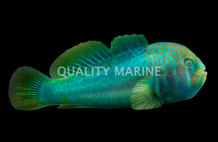 Green Clown Goby