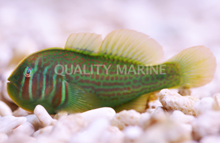 Green Clown Goby