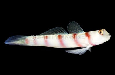 Wide Barred Shrimp Goby
