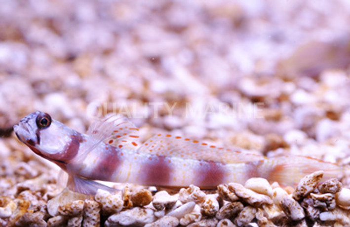 Wide Barred Shrimp Goby