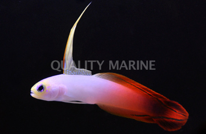 Firefish Goby