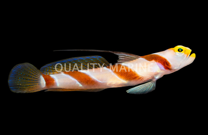 Hi Fin Red Banded Goby