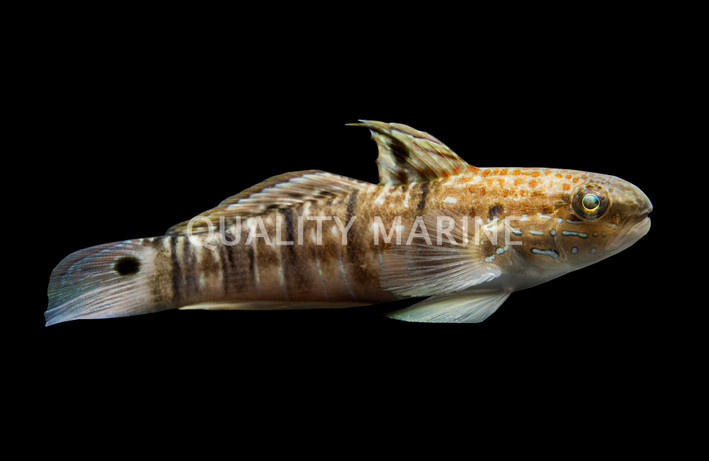 Sleeper Banded Goby