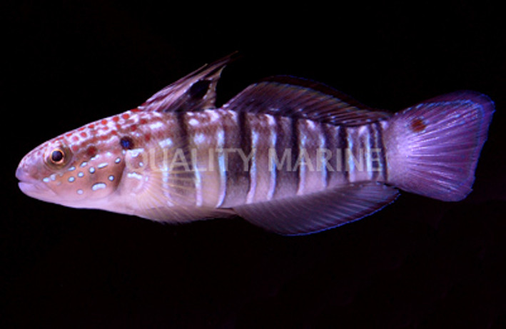 Sleeper Banded Goby