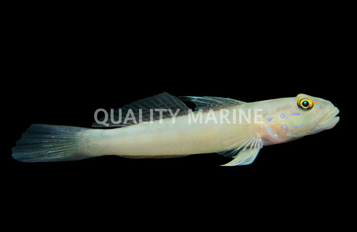 Sleeper Blue Dot Goby