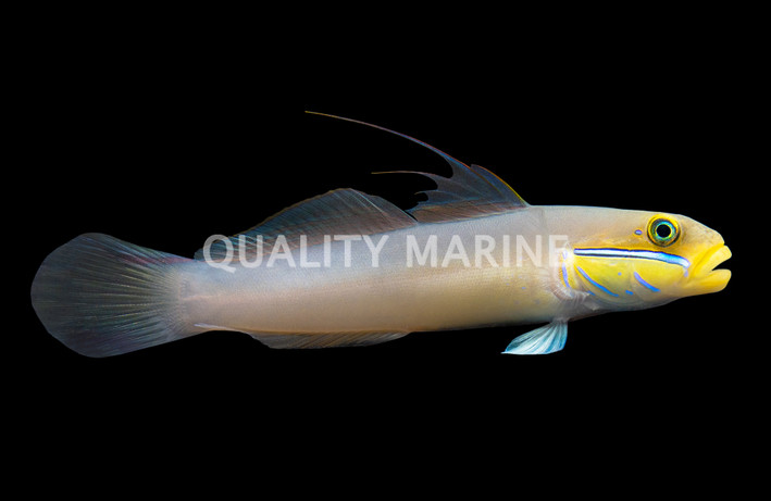 Sleeper Gold Head Goby