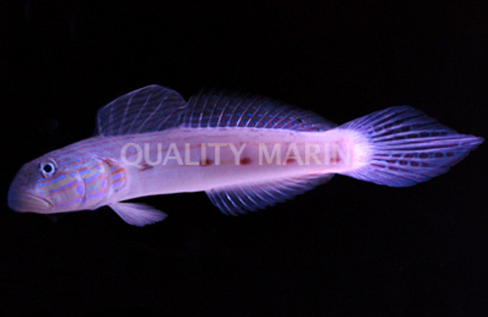 Sleeper Striped Goby