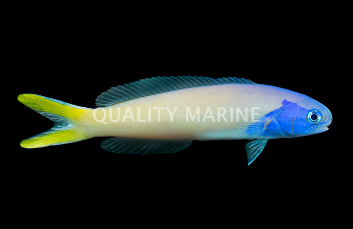 Stark's Tilefish 