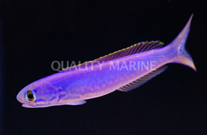Flashing Tilefish
