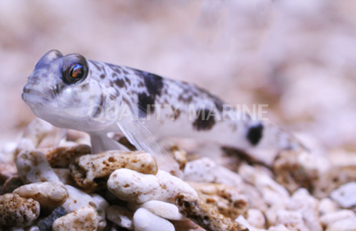 Yellowfin Goby