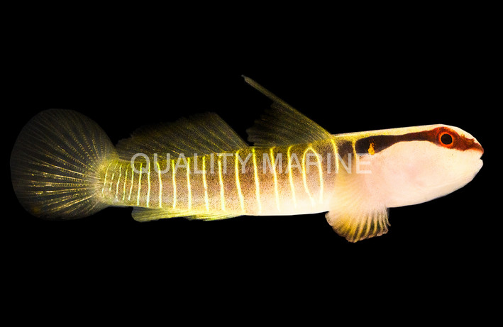 Green Banded Goby