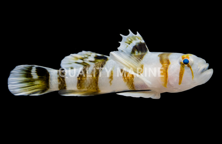 Black Barred Reef Goby