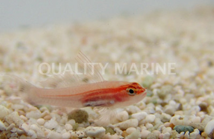 Neon Gold Pygmy Goby