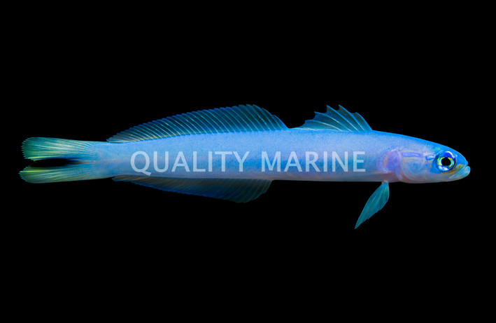 Blue Gudgeon Dartfish