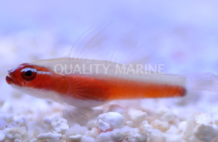 Neon Red Pygmy Goby