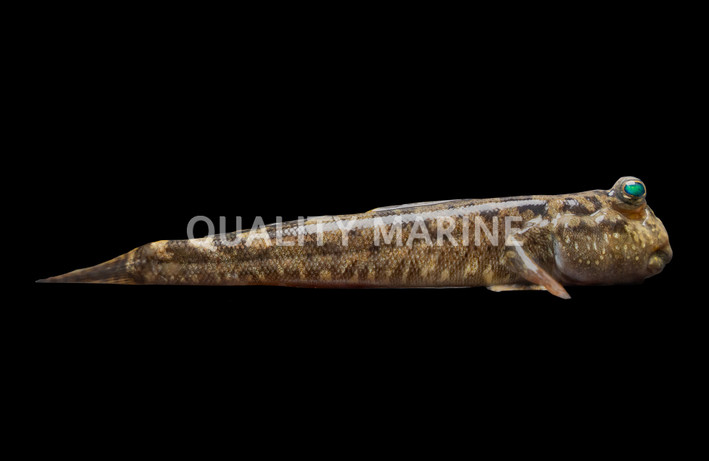 Mudskipper :: 18668