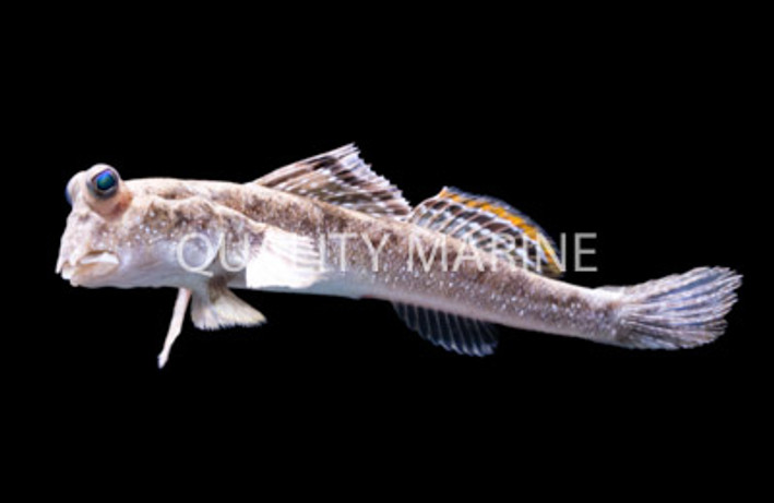 Mudskipper :: 18668