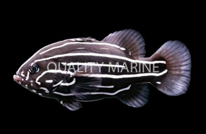 Golden Striped Soapfish