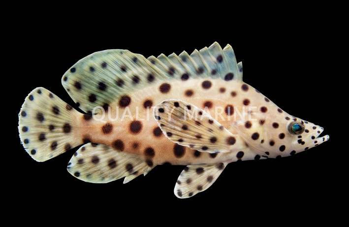 Panther Grouper