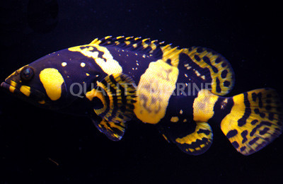 Giant Grouper