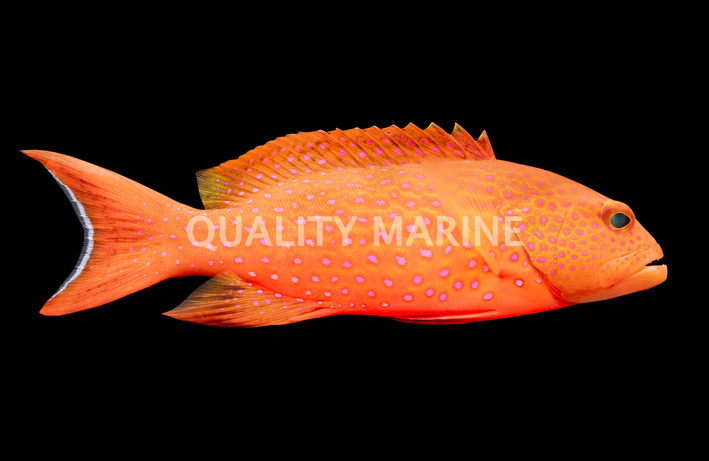 Red Louti Grouper