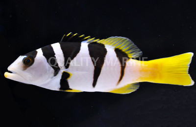 Black Saddle Grouper