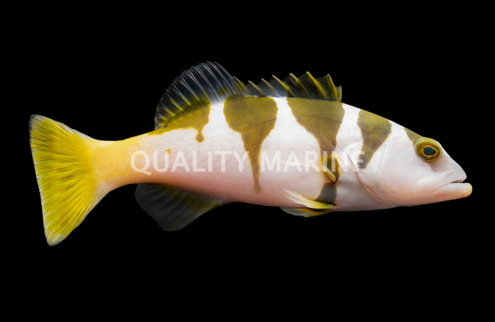 Black Saddle Grouper