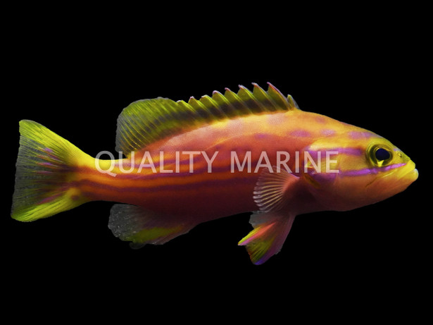 Polleni Harlequin Grouper