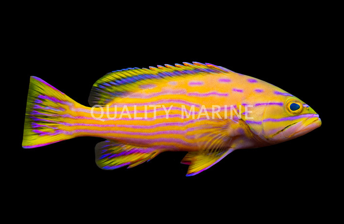 Polleni Harlequin Grouper