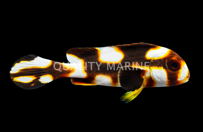 Black Picus Sweetlips