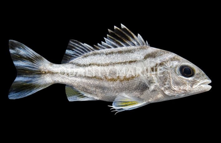 Targetfish