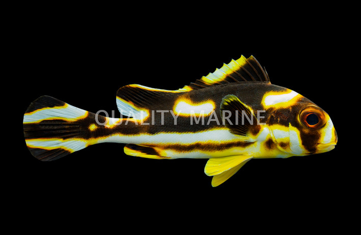 Yellow Banded Sweetlips