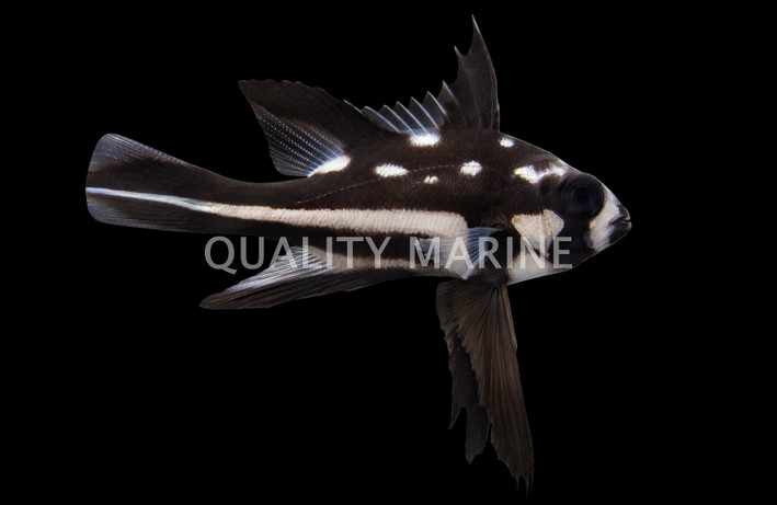 Black/White Snappers