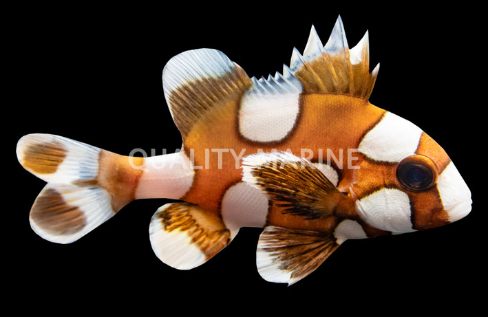 Harlequin Sweetlips