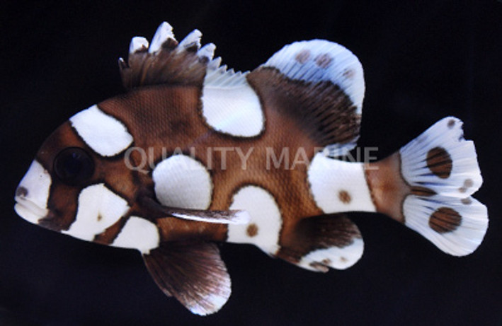 Harlequin Sweetlips