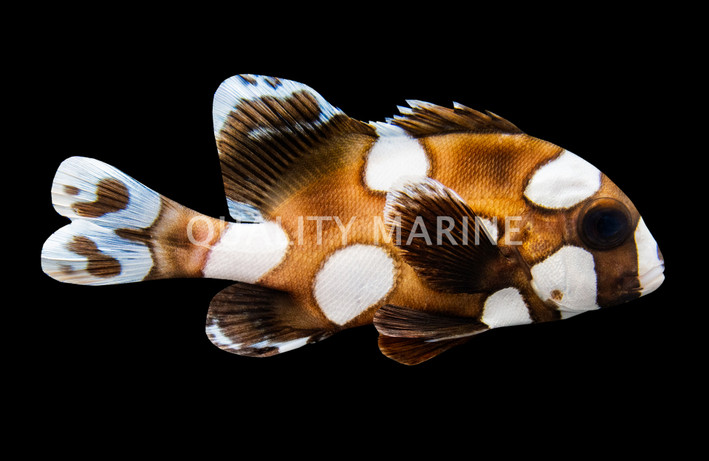 Harlequin Sweetlips