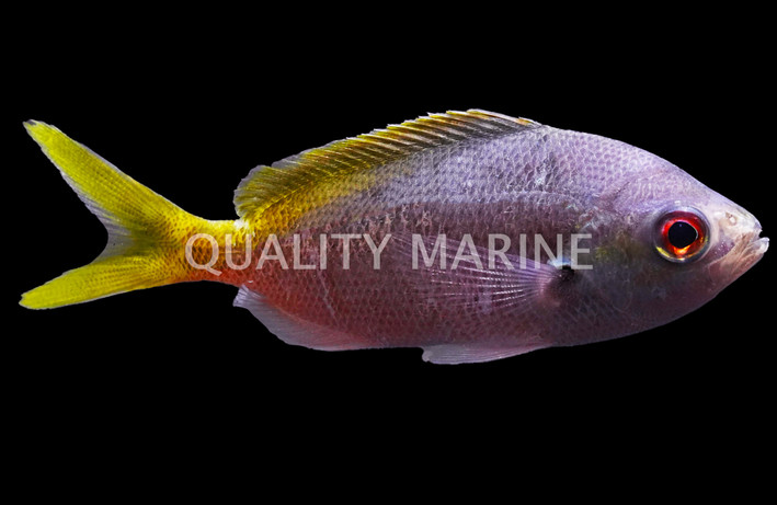 Blue/Gold Fusilier