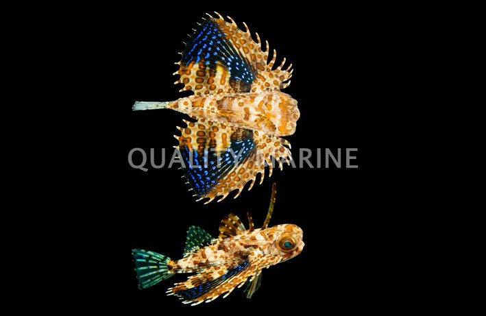 Flying Gurnard :: 20001