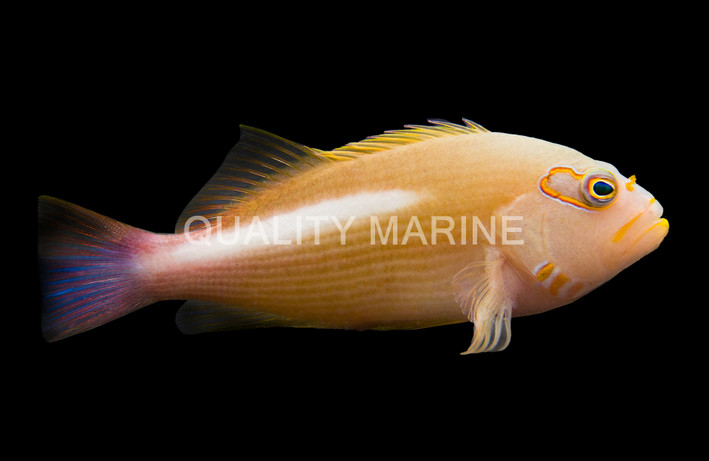Arc Eye Hawkfish
