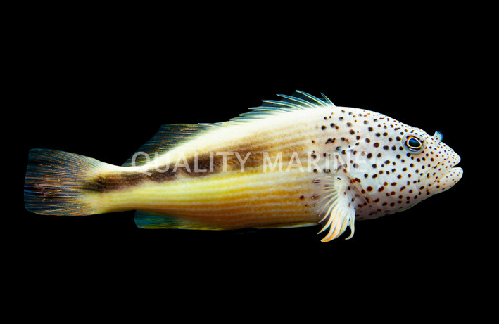 Freckled Hawkfish