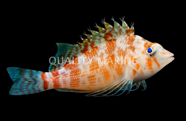 Pixie Hawkfish