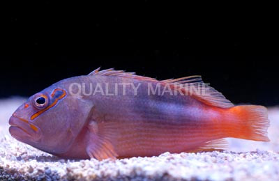 Freckled Hawkfish